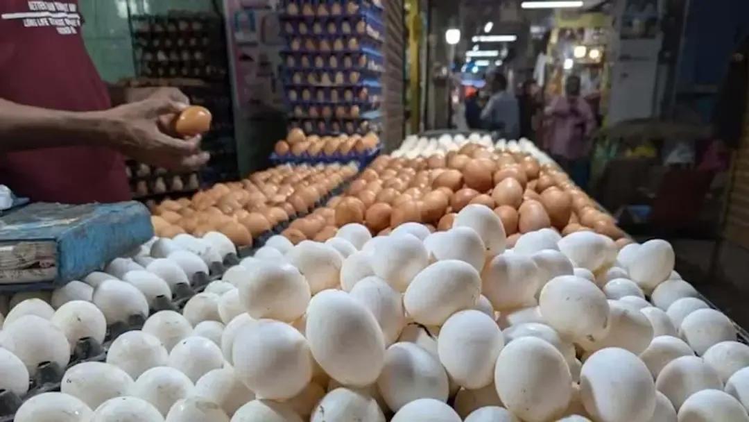 పడిపోయిన కోడి గుడ్డు ధర 